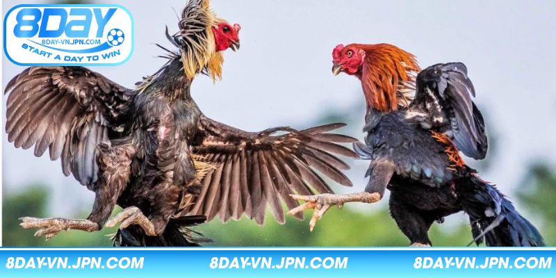 Điểm danh các loại hình chọi kê ăn khách